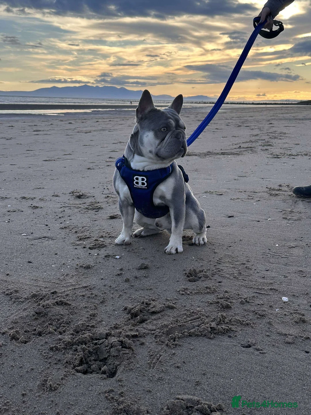 French Bulldog dogs for stud: 💥SILVER HEALTH TESTED💥 FLUFFY L4 CARRIER in Wishaw - Advert 2