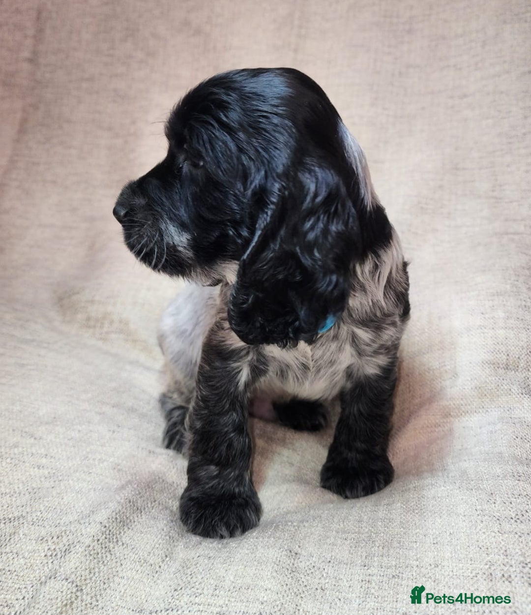 Cocker Spaniel dogs for sale: Show type unique markings cocker spaniel puppies  - Advert 24