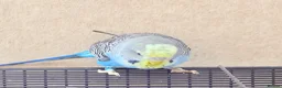Budgerigars birds for sale: Beautiful young budgies available  - Advert 12