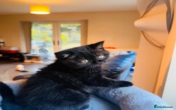 British Shorthair cats for sale: Take me home🏡, I need a loving family🙏❤️🥰🐈‍⬛ - Image 3