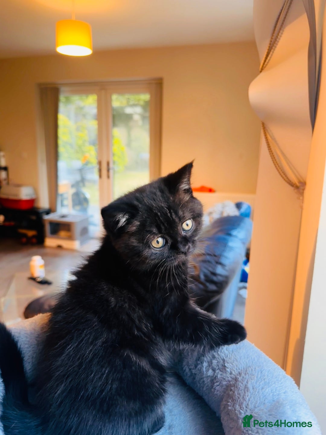 British Shorthair cats for sale: Take me home🏡, I need a loving family🙏❤️🥰🐈‍⬛ - Image 3