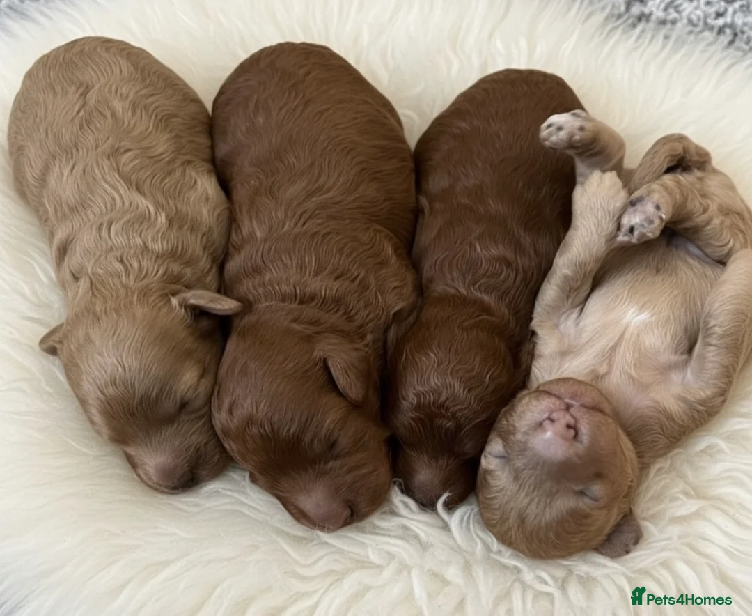 Mini Goldendoodle dogs for sale: Miniature Goldendoodles - Advert 5