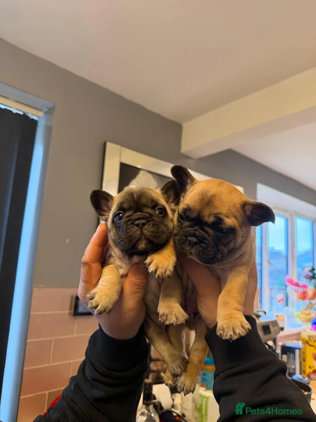 French Bulldog dogs for sale: French Bulldog Puppies - Advert 8