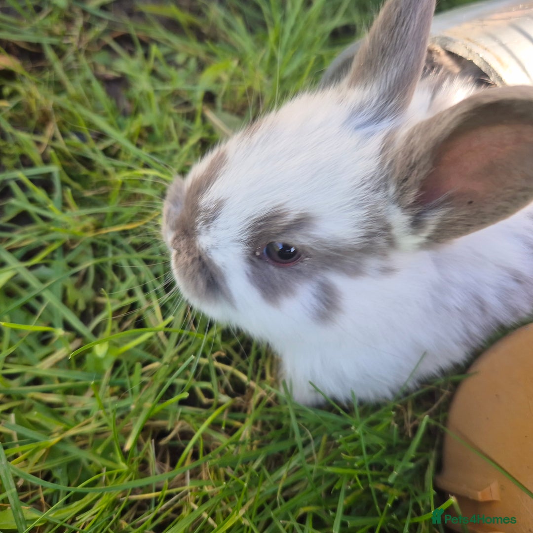 Mini Lop rabbits for sale: Gorgeous Mini Lop X Rex Kits  - Advert 3