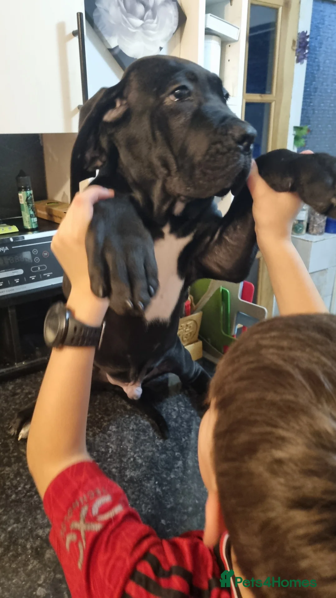 Cane Corso dogs for sale: Cane corso puppies for sale - Advert 4