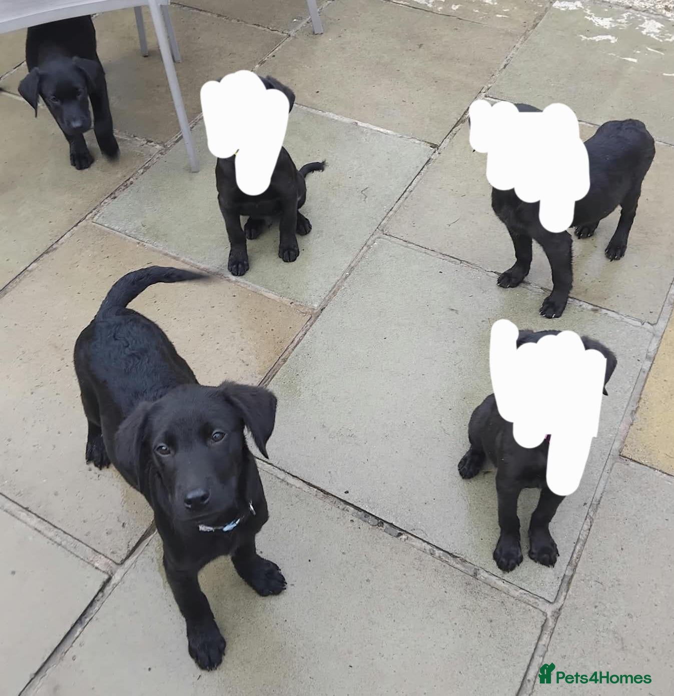 Labrador Retriever dogs 💥beautiful labrador puppies💥 (Male) - Advert 17