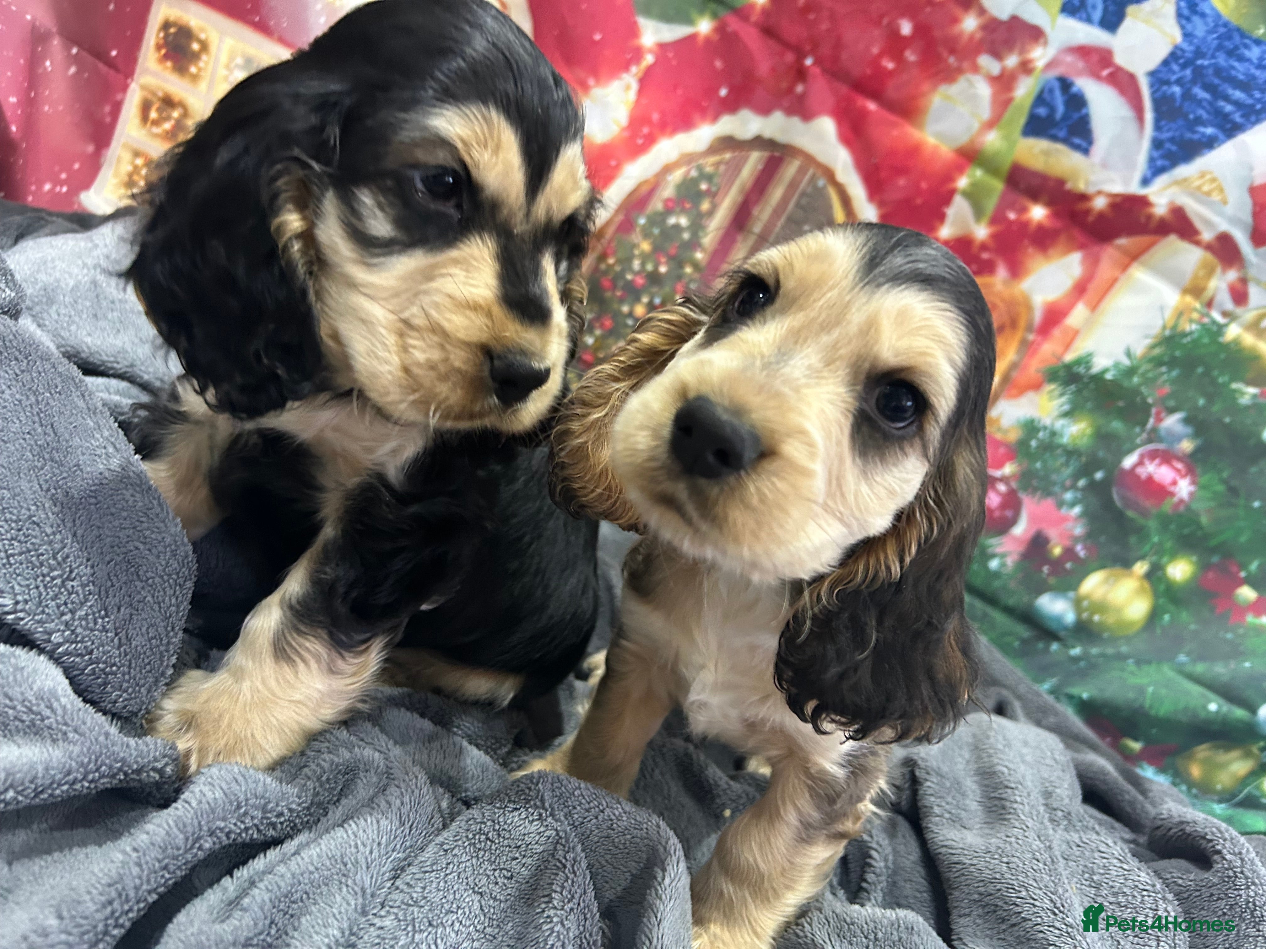 Cocker Spaniel dogs KC registered, health tested, Show cocker spaniels - Advert 1