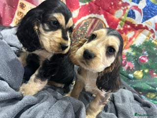 Cocker Spaniel dogs KC registered, health tested, Show cocker spaniels - Advert 2