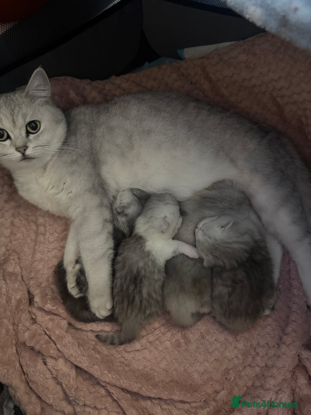 Scottish Fold cats for sale: Scottish fold / straight Kittens  - Advert 20