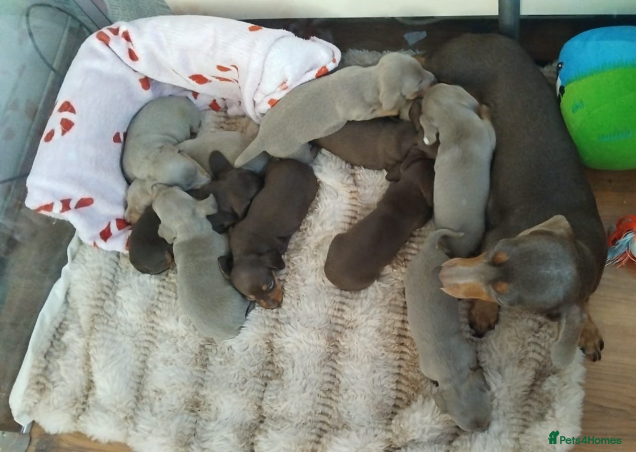 Dachshund dogs Mini Dachshund Puppies - Advert 1
