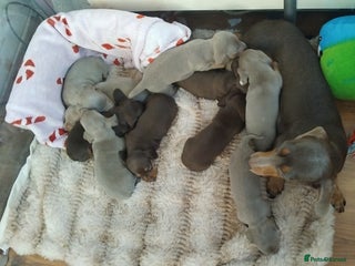 Dachshund dogs Mini Dachshund Puppies - Advert 1