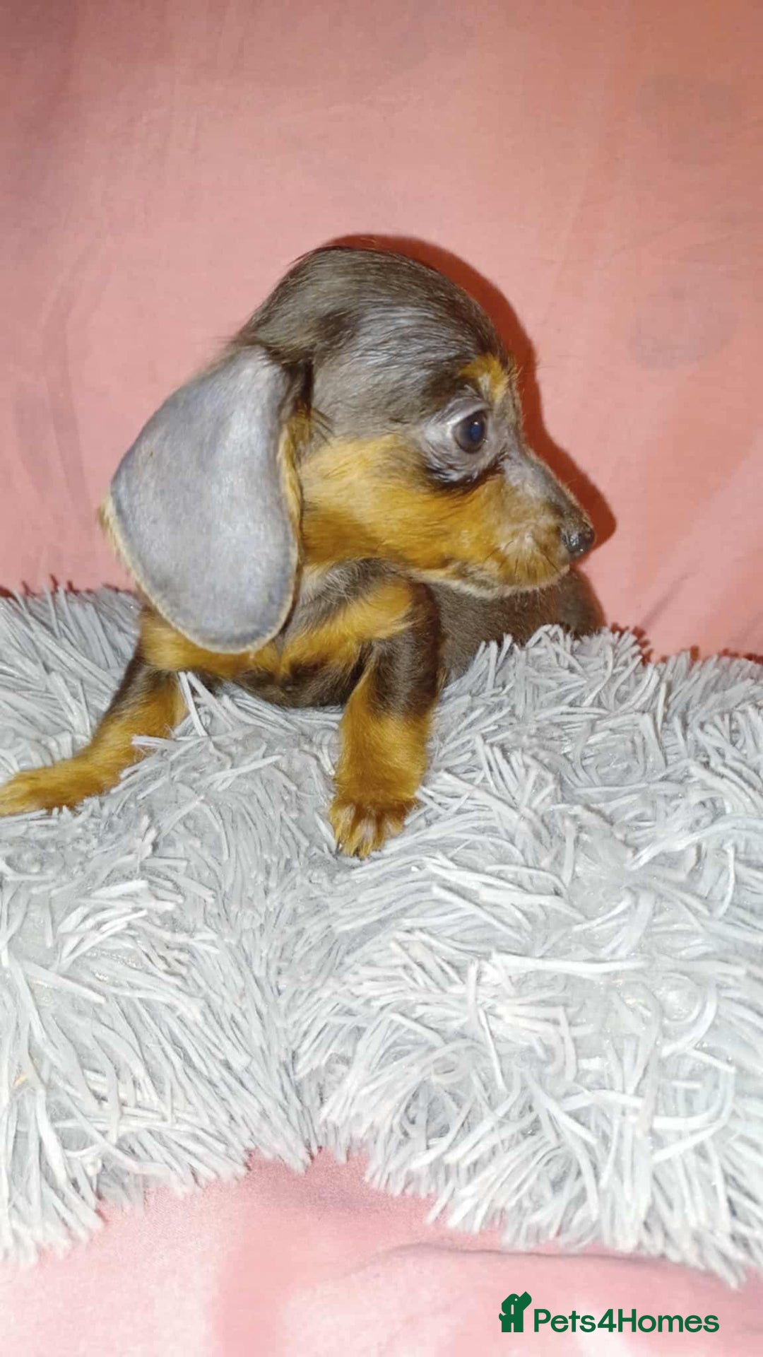 Dachshund dogs for sale: Dachshund puppies  - Advert 7