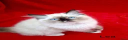Ragdoll cats for sale: Purebread Ragdoll Kittens - TICA YORKSHIRE - Advert 5