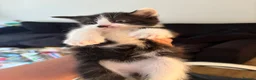 Mixed Breed cats for sale: Lovely kittens for sale  - Advert 3