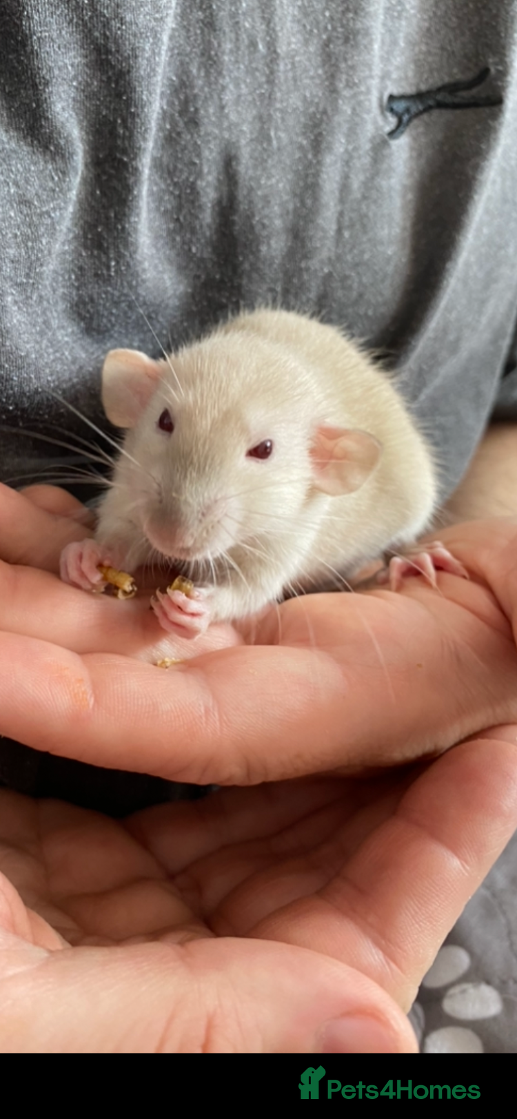 Rat rodents Super tame Dumbo Siamese Rats Looking For ❤️ Homes - Advert 1