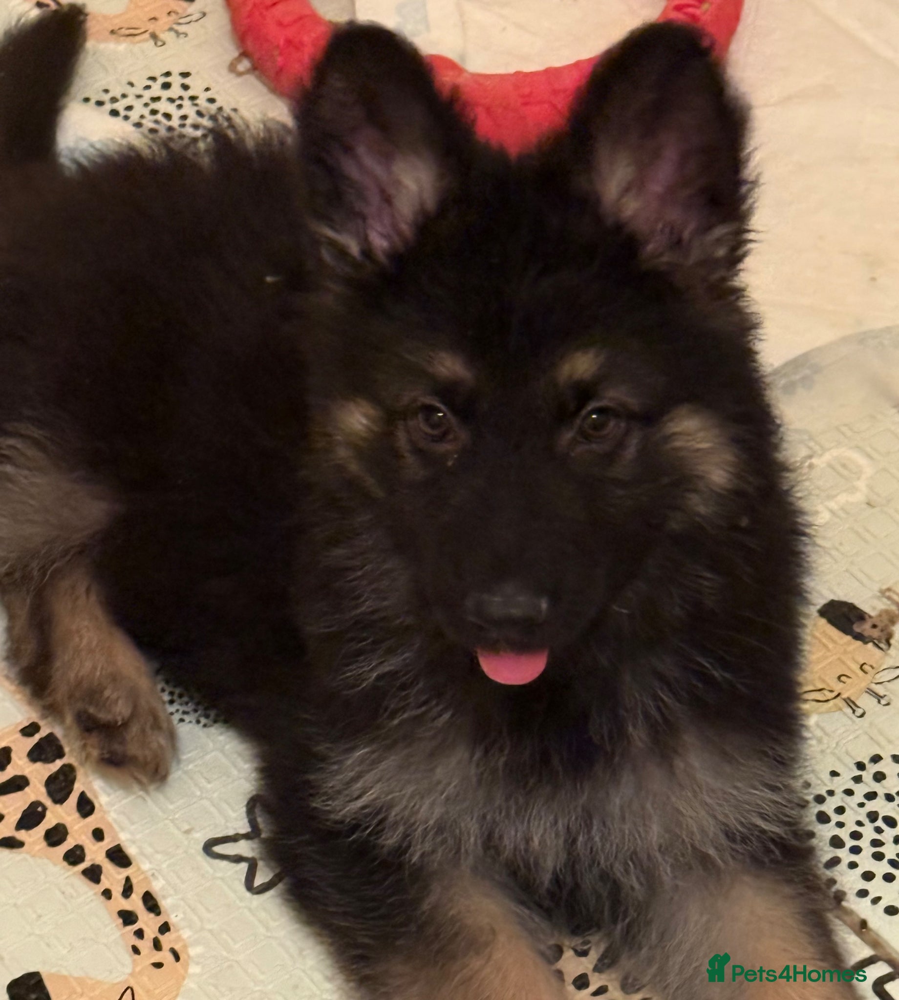 German Shepherd dogs German shepherd pups  - Advert 5