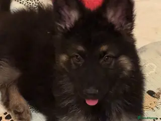 German Shepherd dogs German shepherd pups - Advert 5