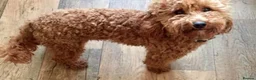 Cavapoo dogs for stud: Red Min Poodle PRA Clear & Other DNA Clear in Mansfield - Advert 4