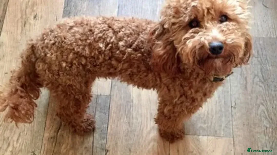 Cavapoo dogs for stud: Red Min Poodle PRA Clear & Other DNA Clear in Mansfield - Advert 4