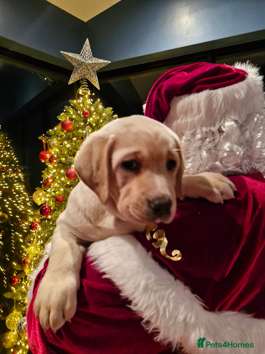 Labrador Retriever dogs for sale: Only 1 female left - Advert 1