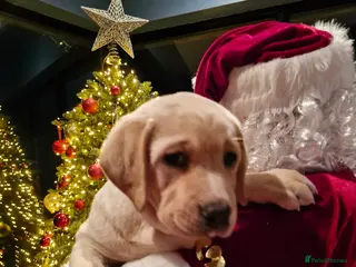 Labrador Retriever dogs Only 1 female left - Advert 3