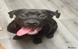 Mixed Breed dogs for sale: Bentley & Enzo  beautiful Staffadors 6 months - Image 7