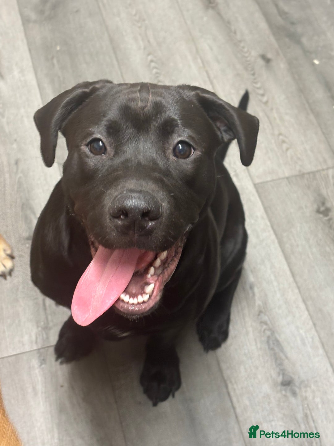 Mixed Breed dogs for sale: Bentley & Enzo  beautiful Staffadors 6 months - Image 7