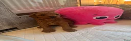 Toy Poodle dogs for sale: Puppies 🐶 Kennel Club Registered  - Advert 15