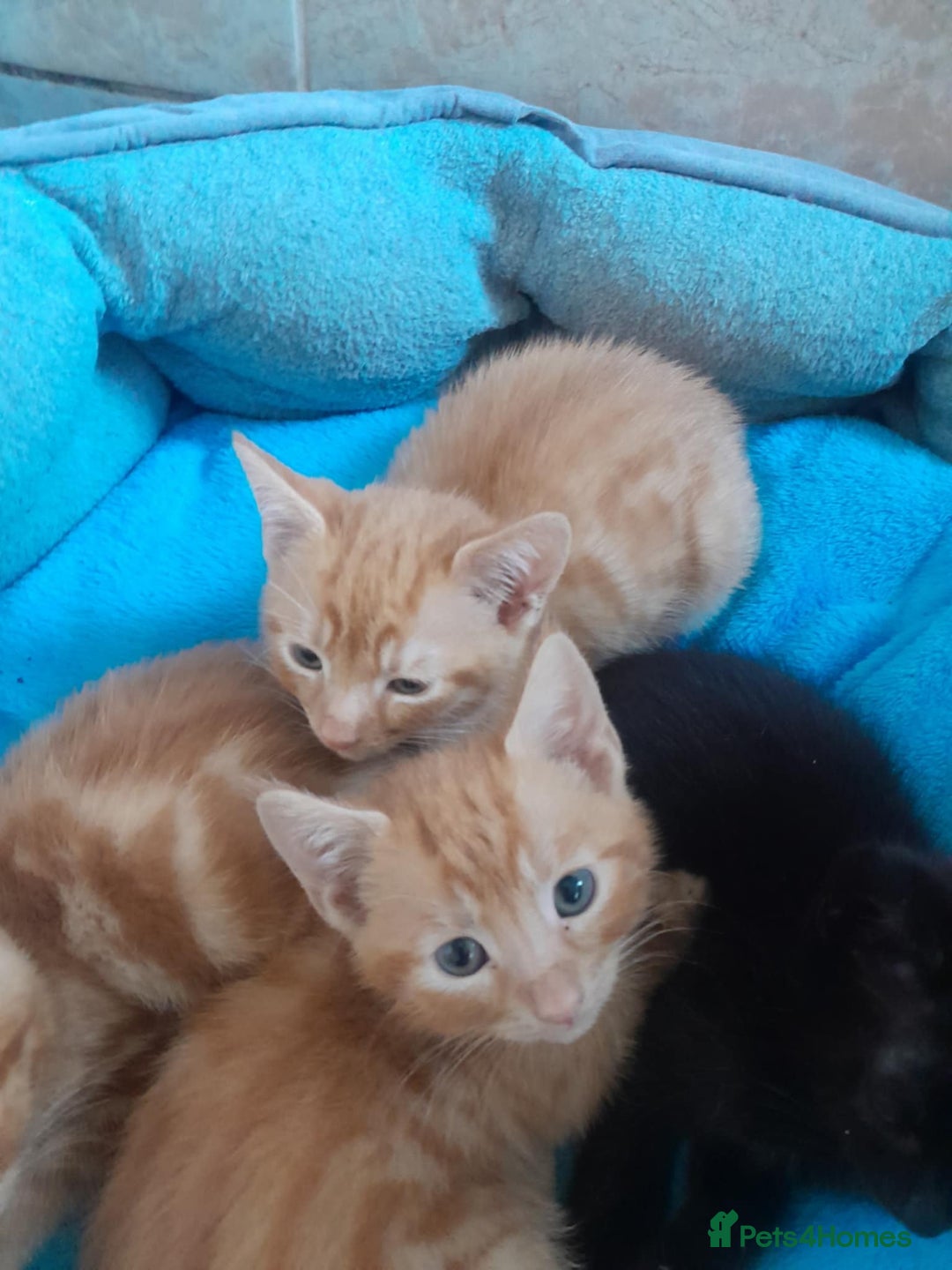 British Shorthair cats for sale: Beautiful kittens  - Image 2