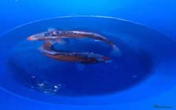 Koi Carp fish for sale: Japanese koi carp overstock available - Image 3