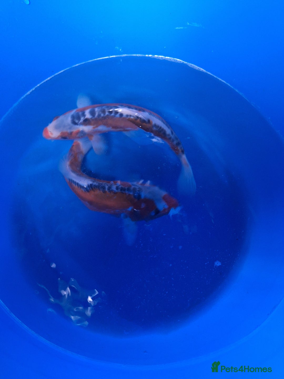 Koi Carp fish for sale: Japanese koi carp overstock available - Image 3