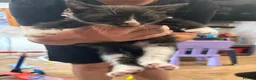 British Shorthair cats for sale: British blue short hair cross kittens - Advert 6