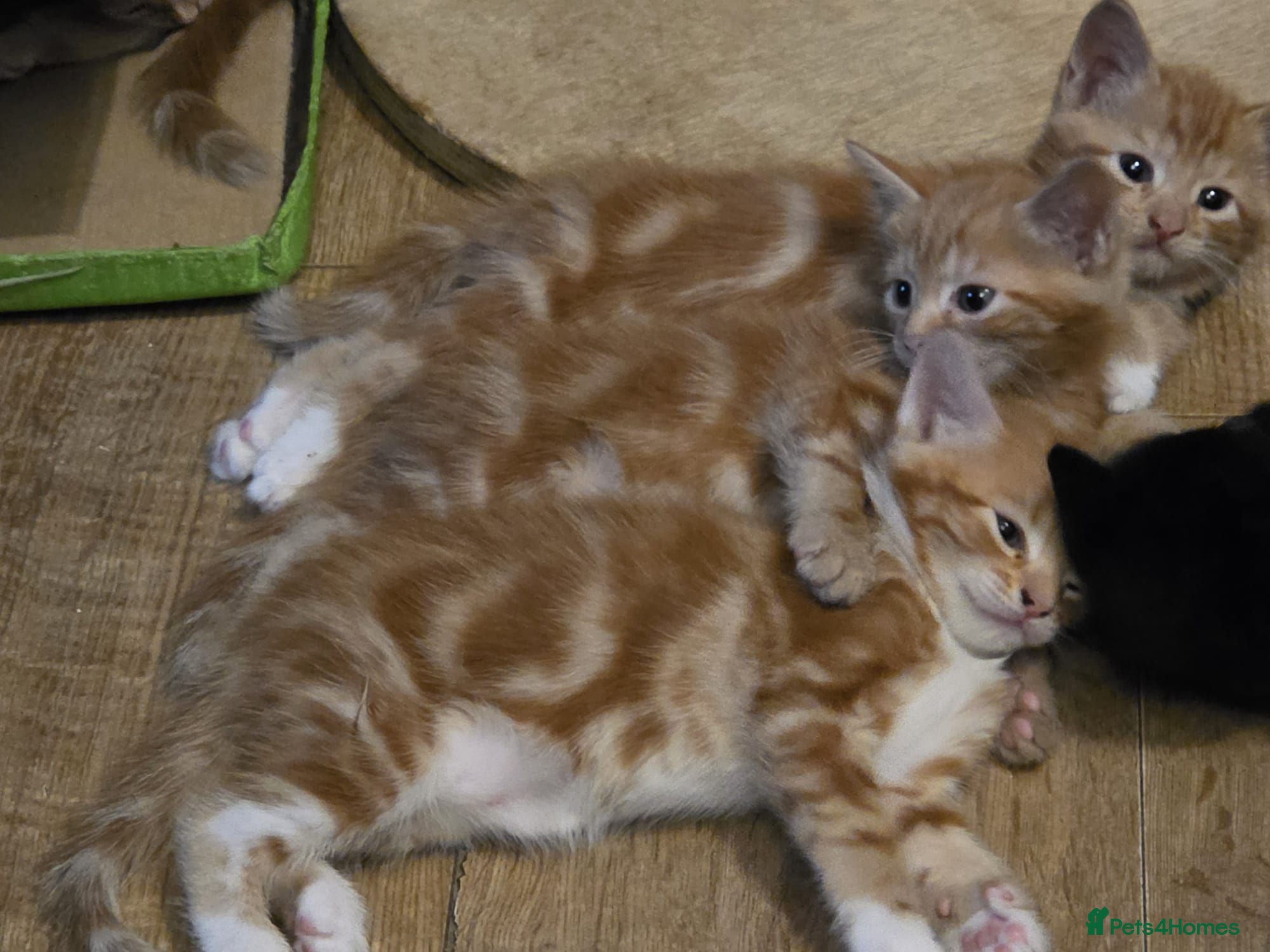 Mixed Breed cats Cute kittens looking for a new home  - Advert 1