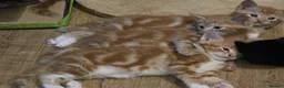 Mixed Breed cats for sale: Cute kittens looking for a new home  - Advert 1