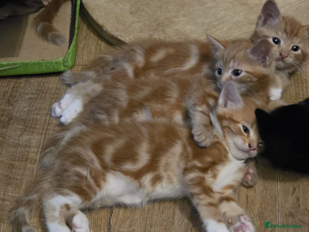 Mixed Breed cats for sale: Cute kittens looking for a new home  - Advert 1