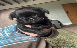 Mixed Breed dogs for sale: Chihuahua, Brussels Griffon cross pups - Image 1