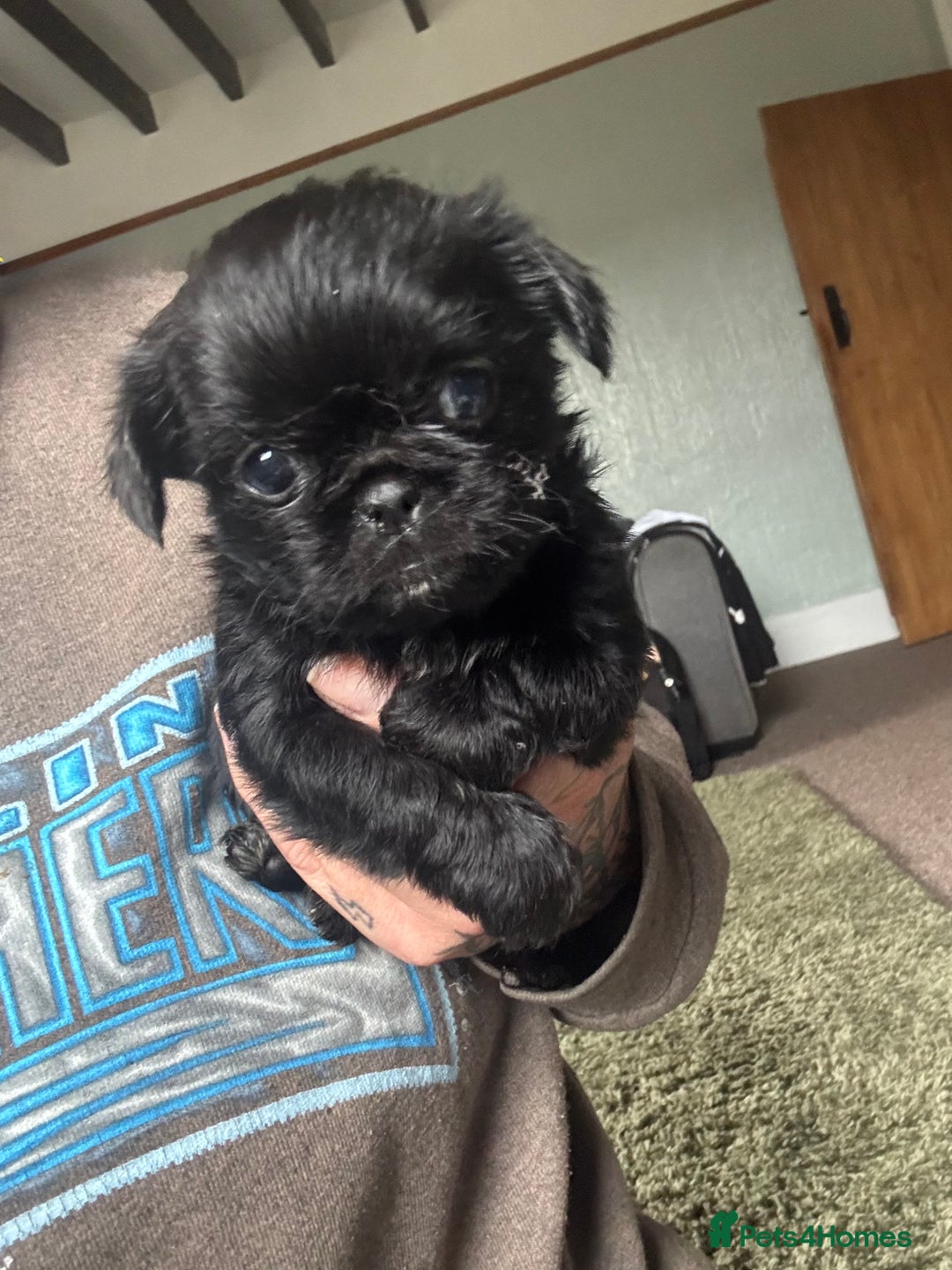 Mixed Breed dogs for sale: Chihuahua, Brussels Griffon cross pups - Image 1