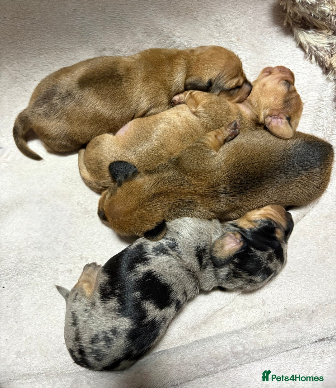 Miniature Dachshund dogs for sale: Miniature Dachshund Puppies💕 - Advert 22