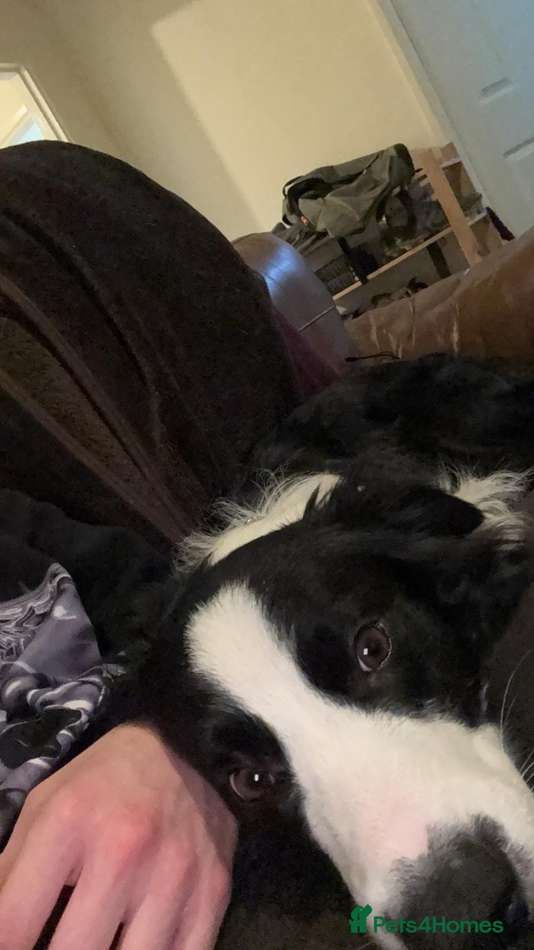 Border Collie dogs for sale: BaileyBoy - Advert 11