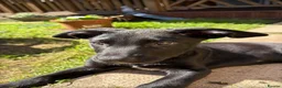 Mixed Breed dogs for sale: 13 week old Belgian Malinois x German shepherd  in Hamilton - Advert 2