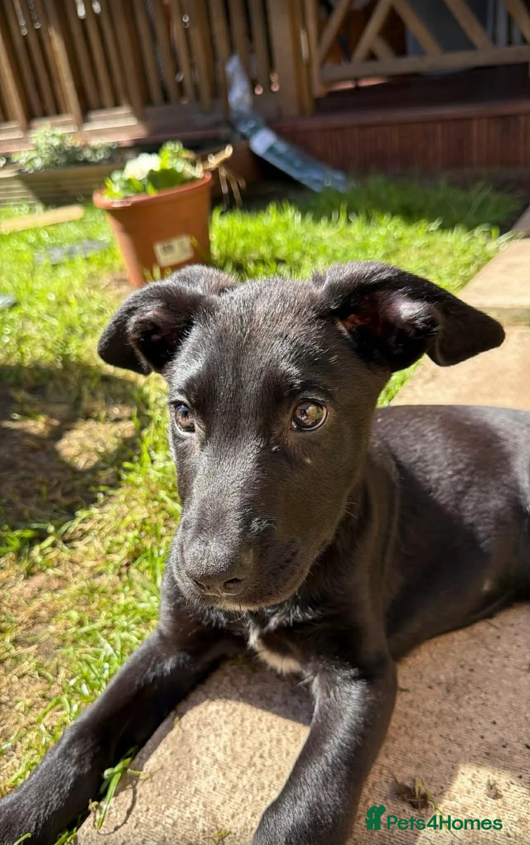 Mixed Breed dogs for sale: 13 week old Belgian Malinois x German shepherd  in Hamilton - Advert 2