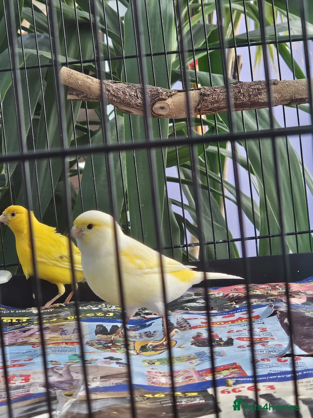 Canaries birds for sale: Female and male canary in Basildon - Advert 1