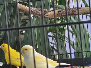 Canaries birds Female and male canary - Advert 4