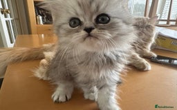 Persian cats for sale: Two multicoloured Persian females - Image 8