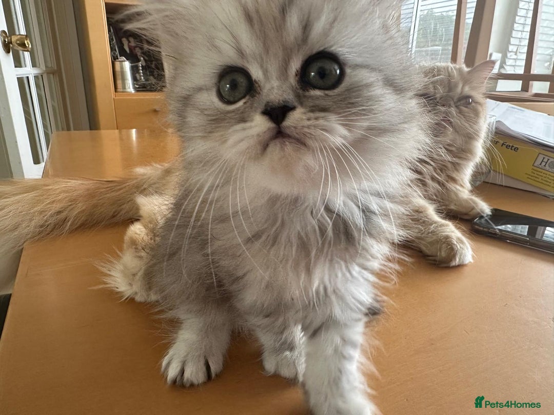 Persian cats for sale: Two multicoloured Persian females - Image 8