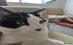 Mixed Breed cats for sale: Sonbul - Image 7