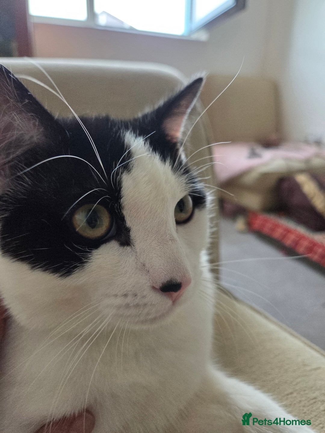 Mixed Breed cats for sale: Sonbul - Image 7