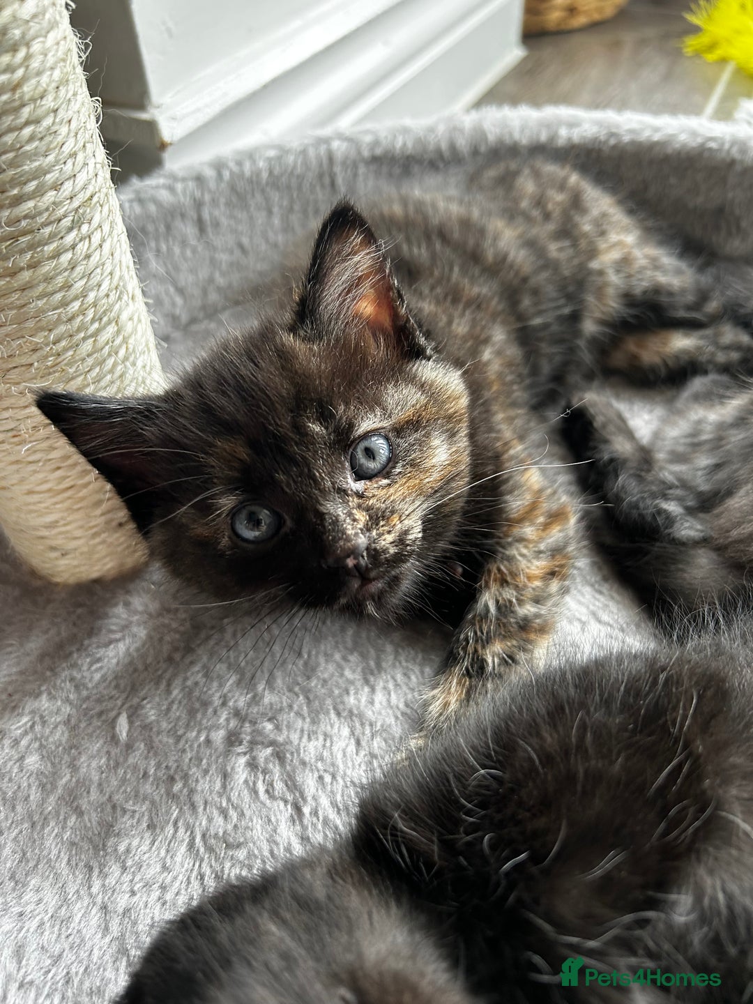 Ragdoll cats for sale: Mixed Ragdolls  - Image 18