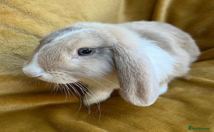 Mini Lop rabbits - Advert 14