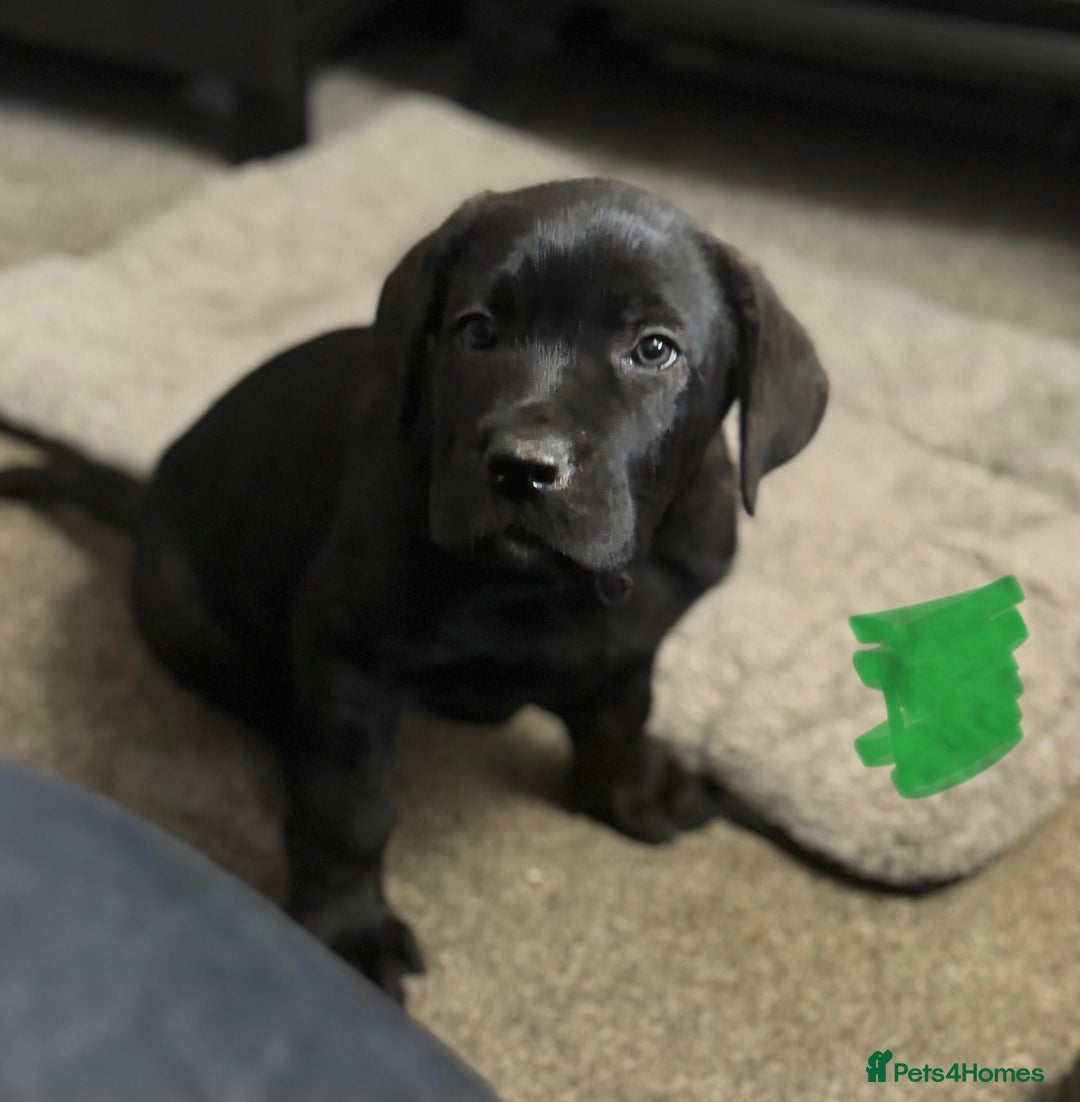 Mixed Breed dogs for sale: German Shepherd cross Mastiff - Image 28